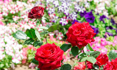Red roses in the garden