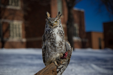 Great Horned Owl