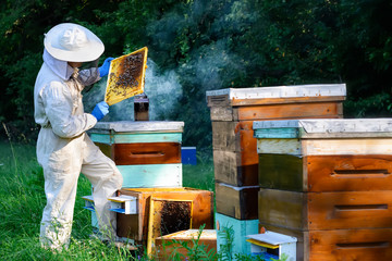 Beekeeper in protective workwear inspecting frame at apiary. The beekeeper holds a honeycomb with fresh honey in his hands.