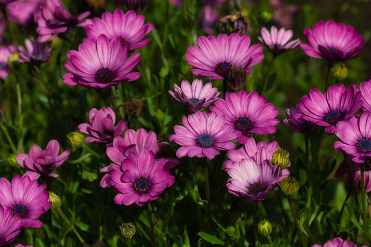 View of pink aster flowers in the summer garden