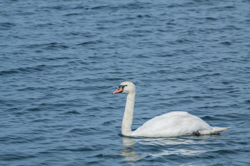 Schwan auf einem See