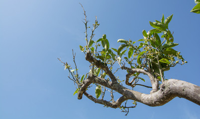 Orange tree without orange