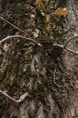 tree bark with moss and twigs