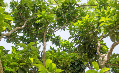 citrus tree diseases