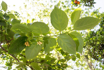 Flower of lemon tree branch