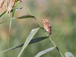 Female Whinchat in Summer