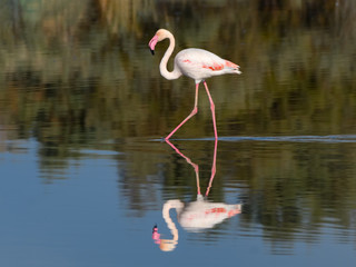 Greater Flamingo with Reflection  Foraging on the Pond