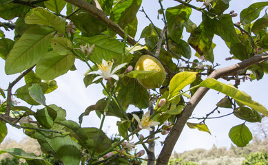 Flower of lemon tree branch