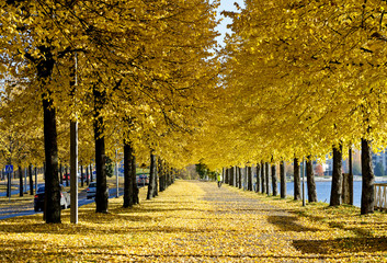 An alley covered with yellow linden tree leaves