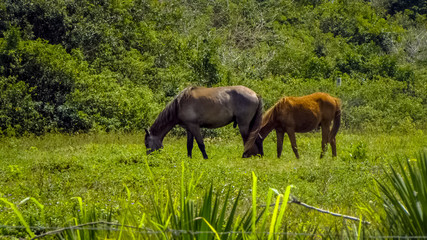 Obraz na płótnie Canvas Beautiful horses playing on pasture in nature