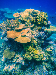 Coral reef in Somosomo Strait off the coast of Taveuni Island, Fiji