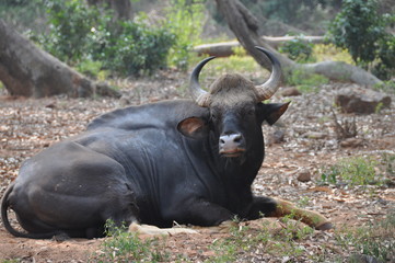 Bison, Visag, Andhra Pradesh, India