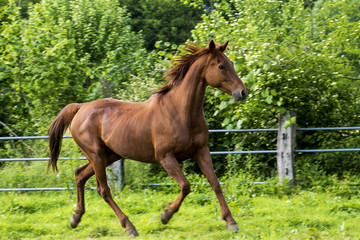 cavallo purosangue arabo sauro
