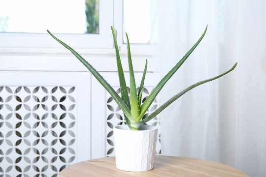 Potted aloe vera plant on table in room