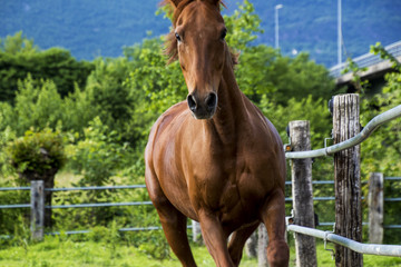 cavallo purosangue arabo sauro