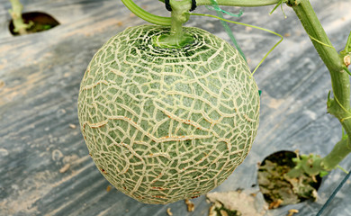Fresh Cantaloupe Fruit or Muskmelon on the Tree in the Greenhouse of Nakornnayok Province, Thailand 