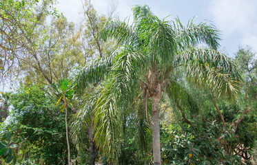 coccos plumosa  queen palm