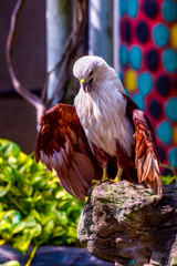Brown Eagle with white head standing up in the rock