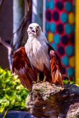 Brown Eagle with white head standing up in the rock