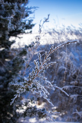 Winter Frost