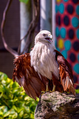 Brown Eagle with white head standing up in the rock