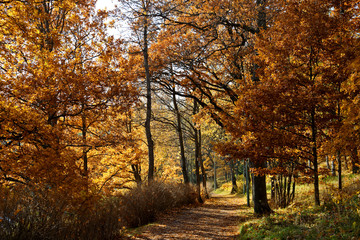 Autumn colours in public park