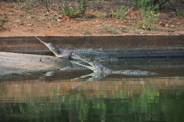 Gharial, Visag, Andhra Pradesh, India