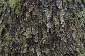 Sitka bark