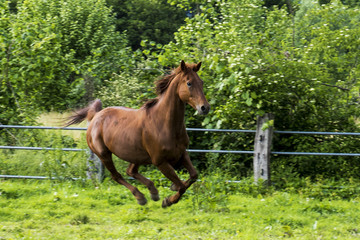 Fototapeta premium cavallo purosangue arabo sauro
