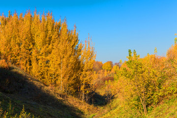 beautiful autumn landscape. Yellow trees on hills
