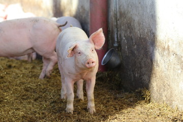 schweinchen