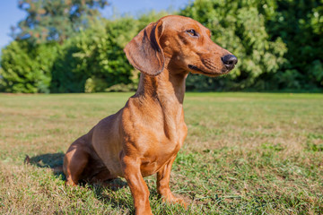 Brown short hair dachshund sitting on yellowish green grass in the field with green plants in the blurred background, sunny day in the park