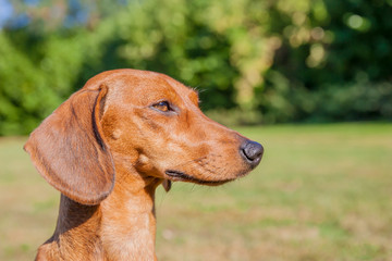 Close-up of the head of a brown short-haired dachshund, very attentive with green plants in the blurred background, sunny day in the park