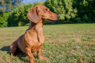 Profile of a short-haired brown dachshund sitting calmly on yellowish-green grass, looking very...