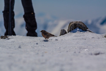 Wróbel na Kasprowym Wierchu