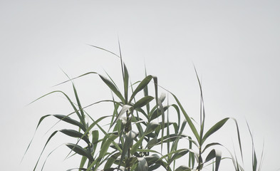 grass and sky