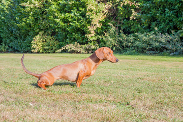 Short-haired female brown dachshund peeing on yellowish green grass in the field with foliage of...