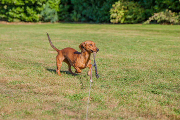 Naklejka na ściany i meble Short-haired brown dachshund running on yellowish-green grass, with his leash on his snout biting it and playing with a blurred background, a sunny summer day in the park. Space for text