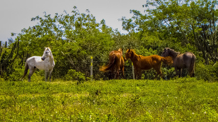 Beautiful horses playing on pasture in nature