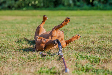 Short-haired brown dachshund playing on his leash, lying on his back on yellowish-green grass, looking at the camera with a blurred background, a sunny summer day in the park. Space for text