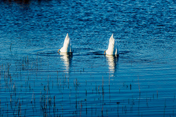 Naklejka premium Funny scene of the tails of two white ducks submerged in the water against the blue water of a lake, spring day in a nature reserve. Concept of animals in wildlife in nature. Space for text