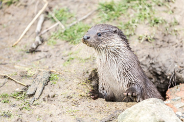 Eurasian otter or common otter emerging from the ground through a hole with an alert look in a nature reserve, semi-aquatic mammal with a brown fur above and cream below