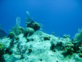 Naklejka na ściany i meble Coral underwater