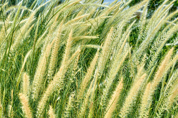 Obraz premium close up photo field of soft golden spikelets