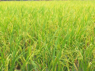 Beautiful green color rice field, Young growing rice.