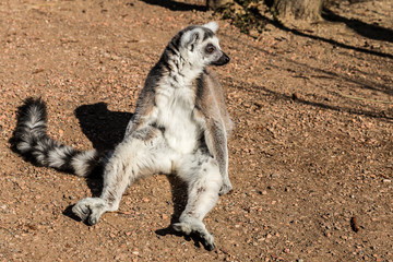 Full body lemur sitting on muddy ground against brown ground, greyish fur, head turned looking forward, striped tail with black rings, sunny day in a nature reserve. Animals in wildlife concept