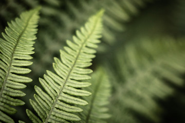 close up of green fern, creative background