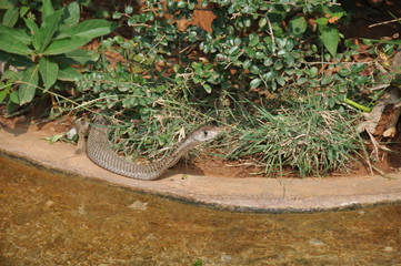 Cobra, Viasg, Andhra Pradesh, India