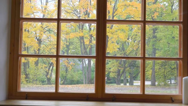 20468_The_autumn_leaves_of_the_trees_outside_the_window.mov