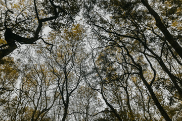 Sprawling Autumn Canopy